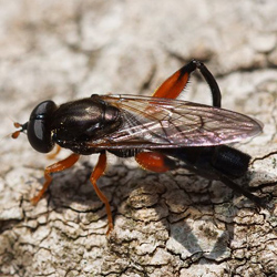 Chalcosyrphus valgus Chalcosyrphus valgus